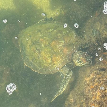 הוילה פאראטי Refugio Na Frente Do Mar Em Ilha De Araujo מראה חיצוני תמונה